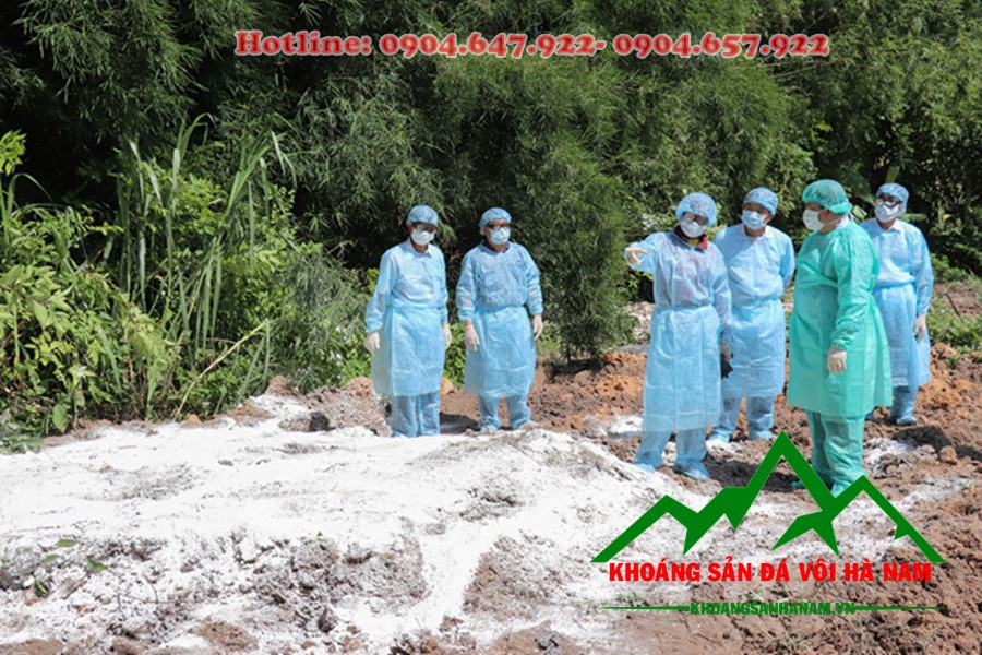 Dùng vôi bột xử lý ổ dịch tả lợn châu Phi xuất hiện tại Tây Ninh