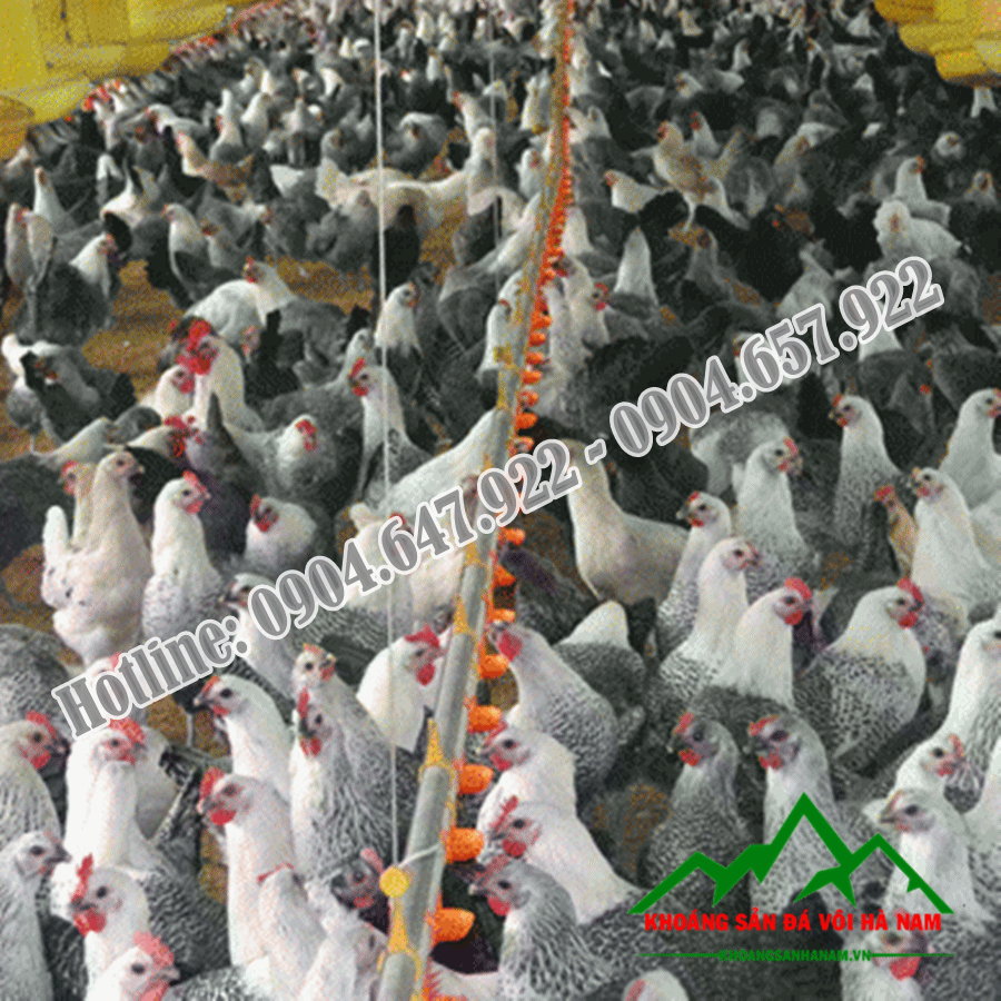 Bo-sung-Canxi-cho-gia-suc-gia-cam-Cong-ty-Khoang-San-Da-Voi-Ha-Nam1