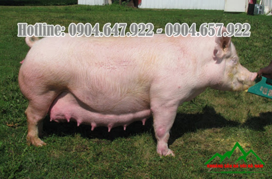 Bo-sung-Canxi-cho-gia-suc-gia-cam-Cong-ty-Khoang-San-Da-Voi-Ha-Nam6