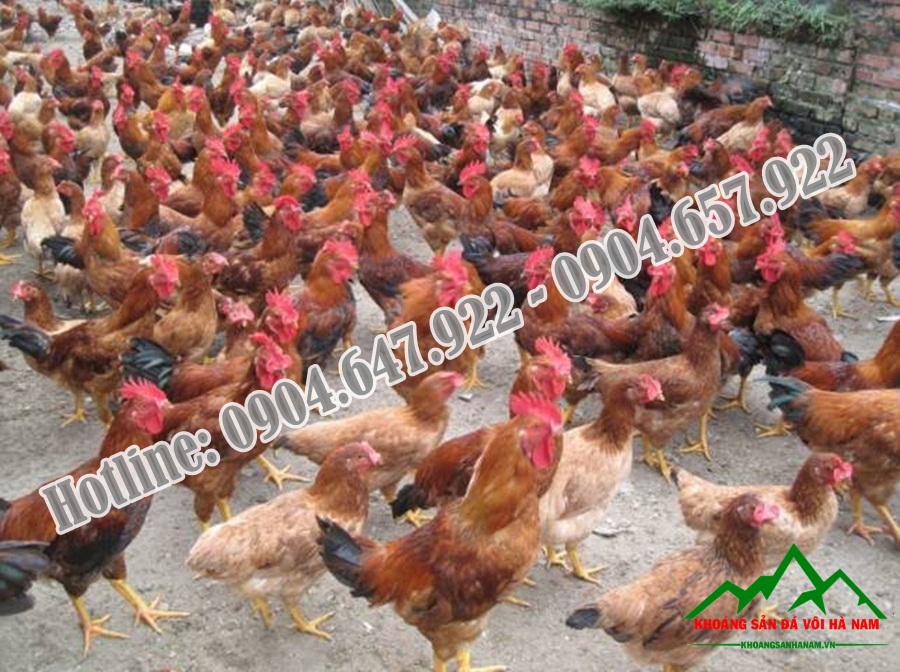 Bo-sung-Canxi-cho-gia-suc-gia-cam-Cong-ty-Khoang-San-Da-Voi-Ha-Nam4