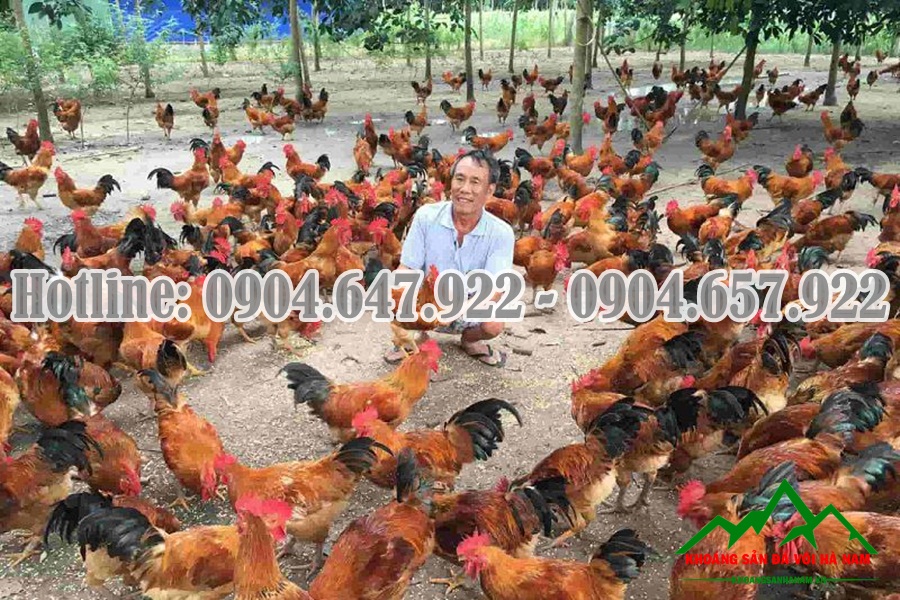 Bo-sung-Canxi-cho-gia-suc-gia-cam-Cong-ty-Khoang-San-Da-Voi-Ha-Nam3