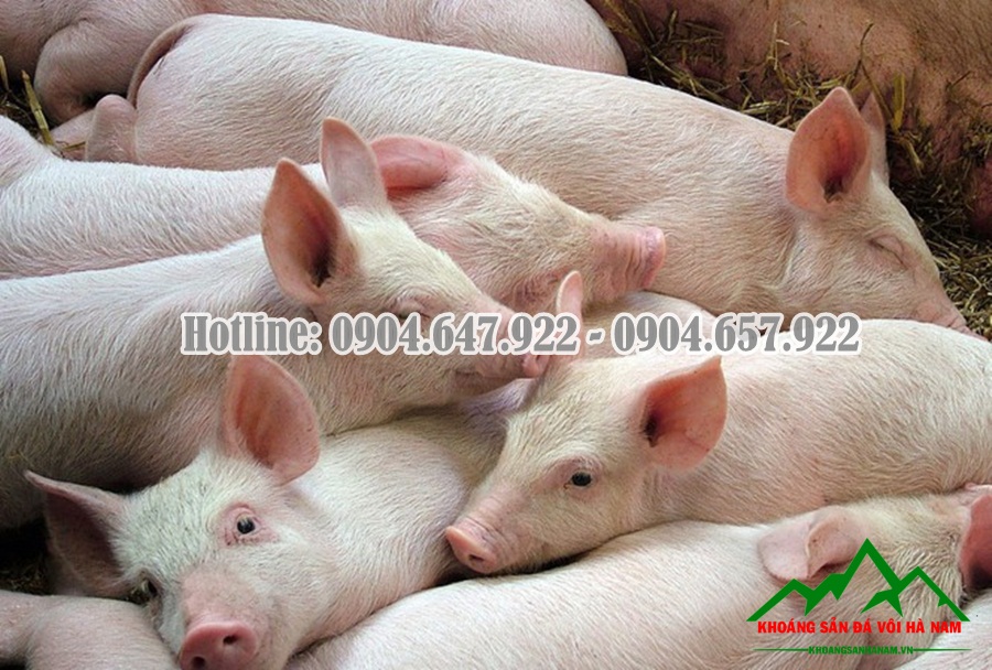 Bo-sung-Canxi-cho-gia-suc-gia-cam-Cong-ty-Khoang-San-Da-Voi-Ha-Nam