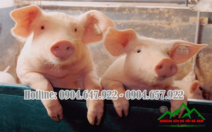 Bo-sung-Canxi-cho-gia-suc-gia-cam-Cong-ty-Khoang-San-Da-Voi-Ha-Nam1