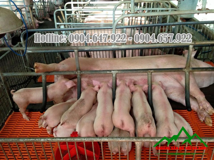 Bo-sung-Canxi-cho-gia-suc-gia-cam-Cong-ty-Khoang-San-Da-Voi-Ha-Nam5