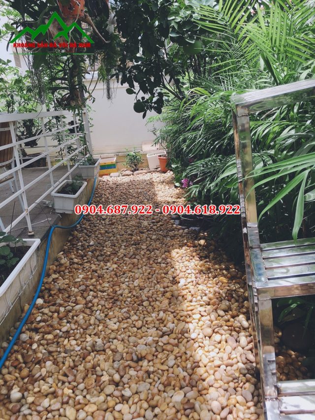 sỏi vàng rải lối đi sân vườn