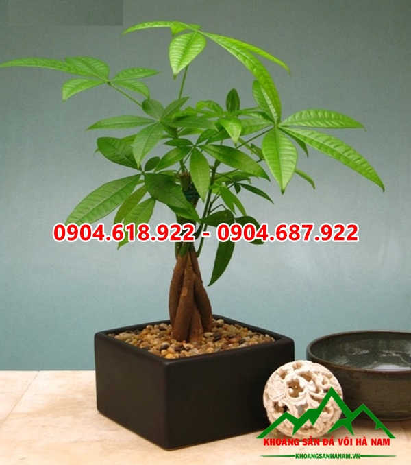 Soi-trang-tri-chau-cay (9)