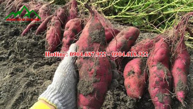 dolomite chất lượng trồng khoai lang
