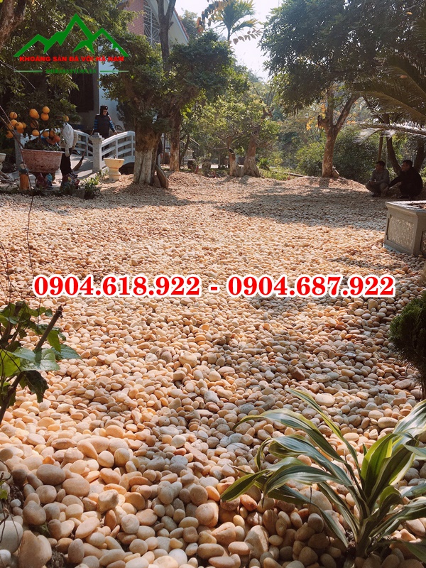 soi-cuoi-vang-rai-loi-di-san-vuon (4)