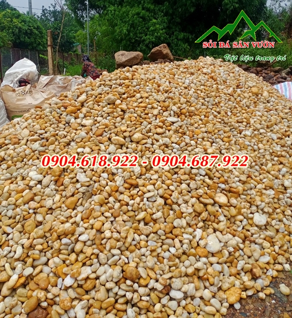 soi-cuoi-vang-rai-loi-di-san-vuon (5)