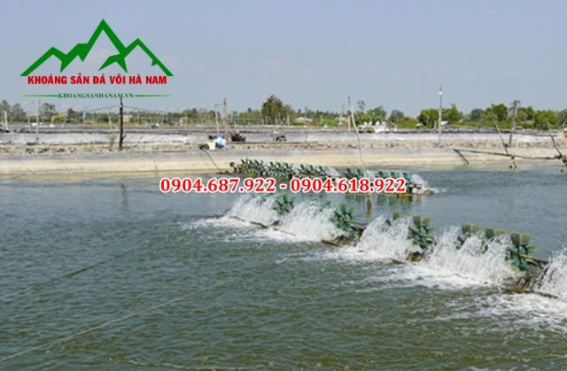 sử dụng Dolomite trong ao nuôi tôm