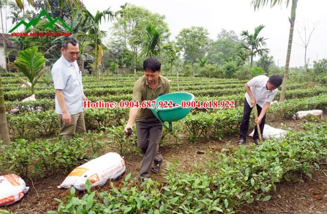 Vôi nông nghiệp bón cho cây chè