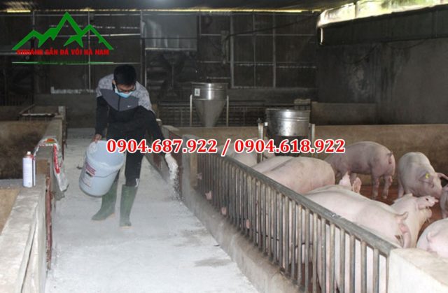 phân phối vôi bột khử khuẩn chuồng trại