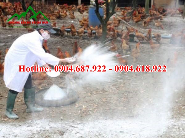 sử dụng vôi bột dập dịch tả lợn châu phi